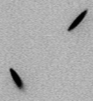 Synthesized ellipsoids diffusing in solution