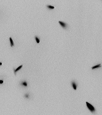 Synthesized ellipsoids diffusing in solution (sequence 2) — click for full animation