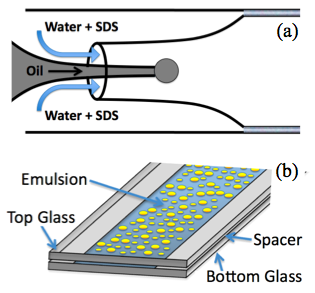 Quasi-2D emulsion droplet sample with force chains overlaid
