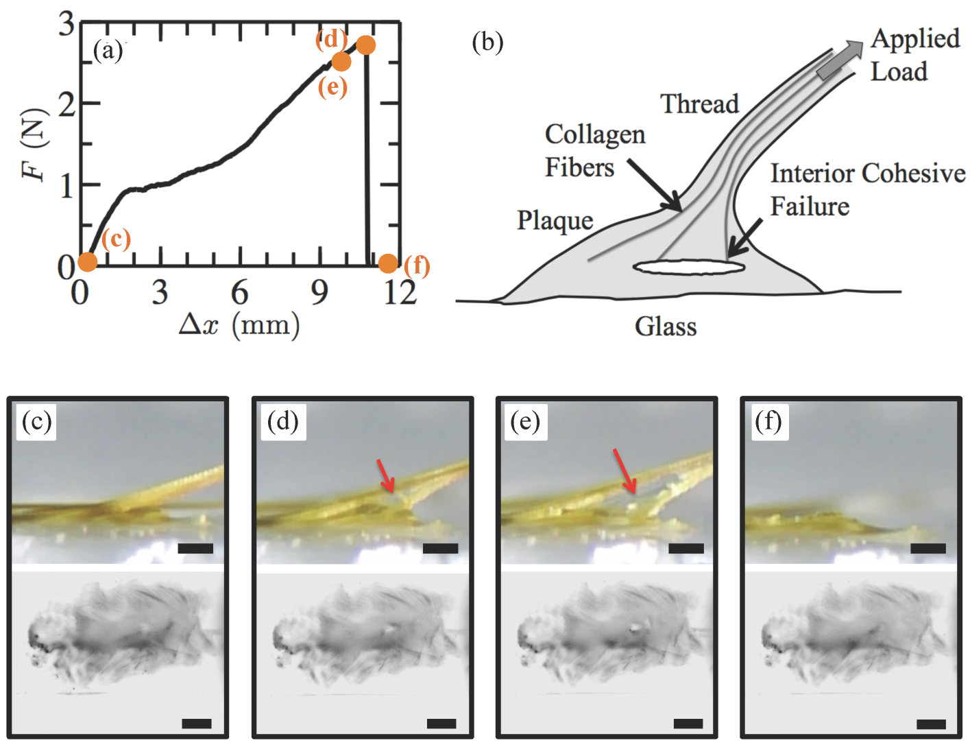 Bottom view of debonding interface