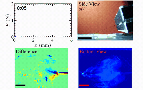 Synchronized dual-camera movie of mussel plaque detachment