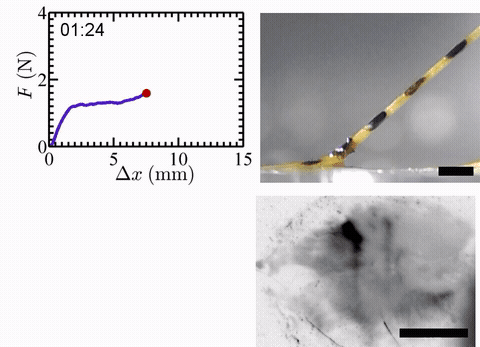 Mussel plaque being pulled to detachment